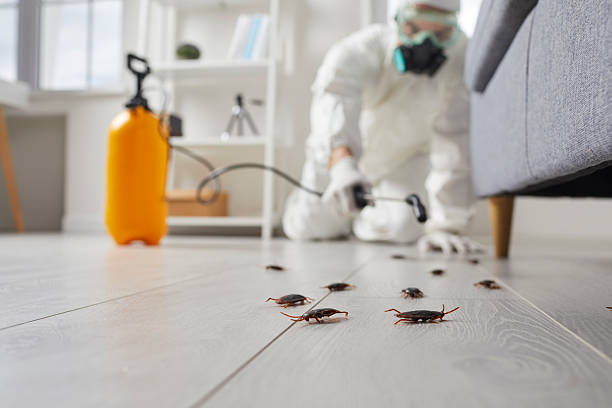 Commercial Kitchen Cockroach Control in Hurley